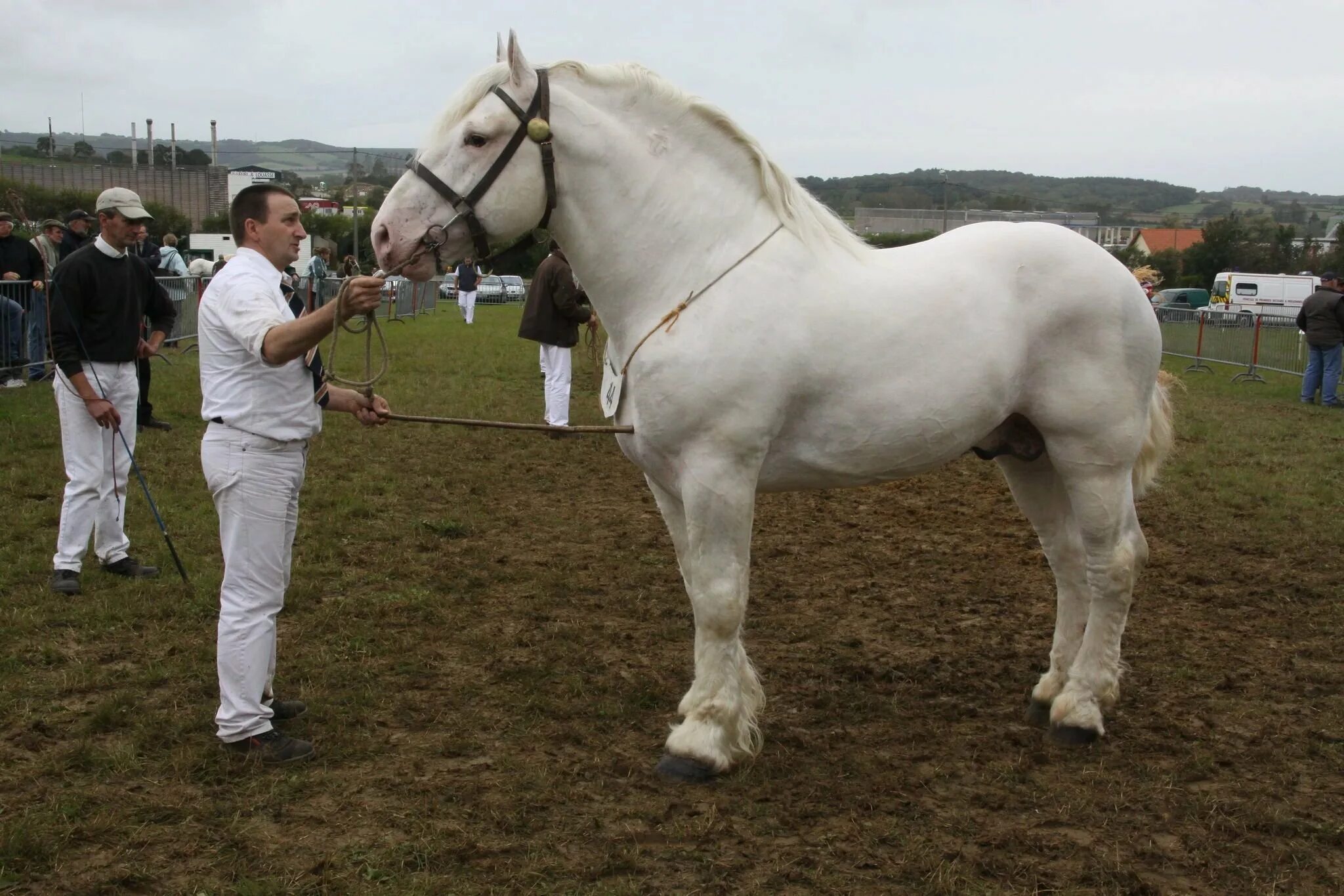 Люди порода лошади. Изабелловая ахалтекинская лошадь. Лошади породы шайр масти. Люди порода лошади. Породы лошадей соловой масти.