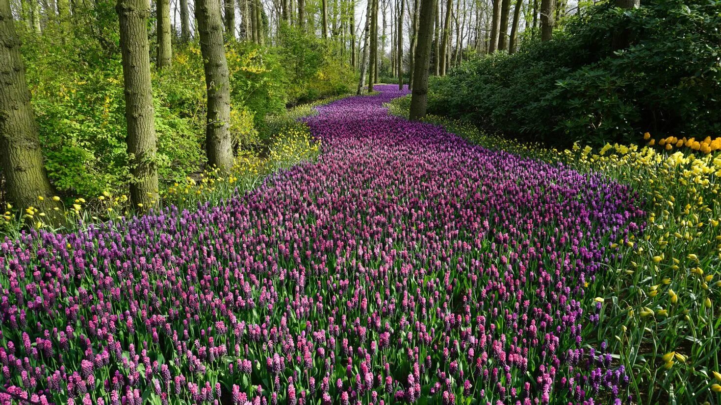 Лесные цветы. Весенние цветы Лесные фиолетовые. Сиреневые цветочки в лесу. Цветы растущие в лесу. Много цветов в природе