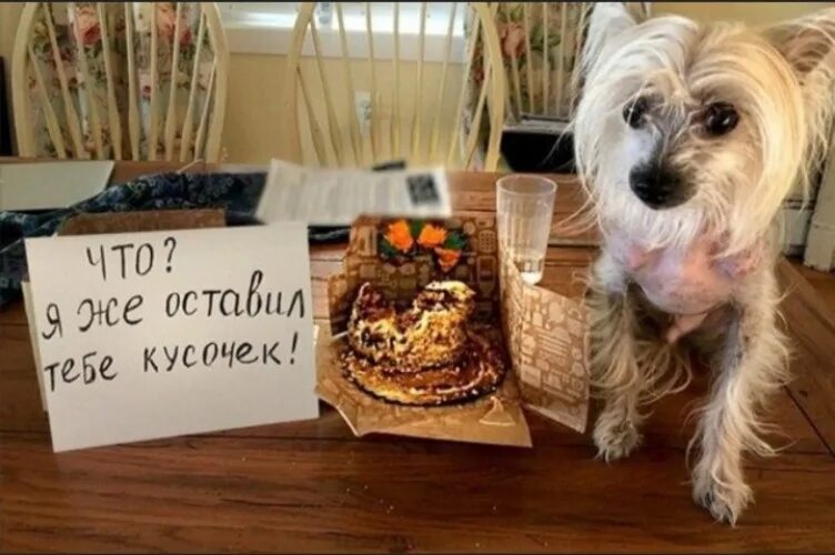 Собака одноклассники. Dog side eye. Собака наверное. Собака наверное. Немецкий дратхаар коричневый.