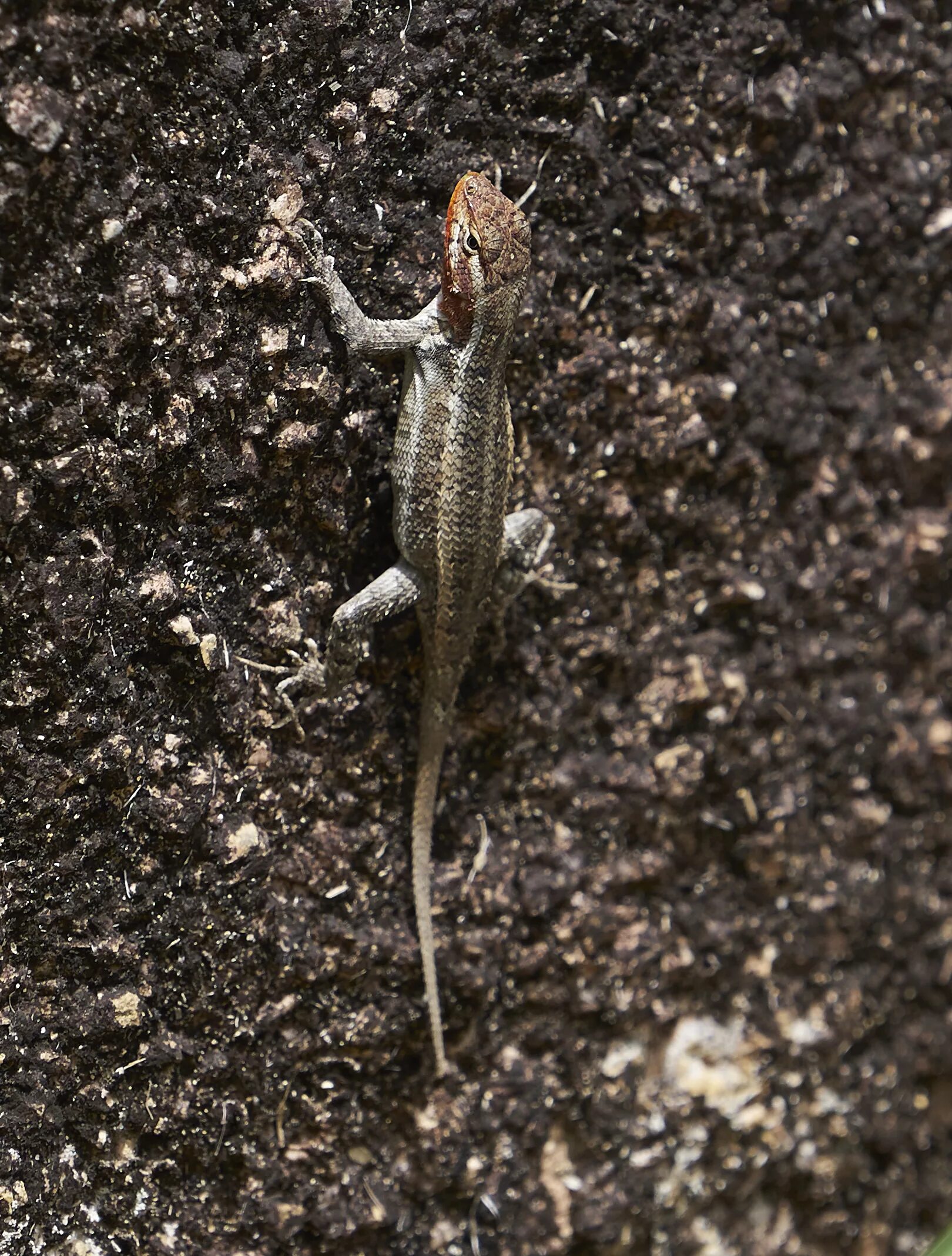 Серая ящерица 5. Ящурка крапчатая. Phrynosoma ASIO. Ящерица фринозома. Серая ящерица.