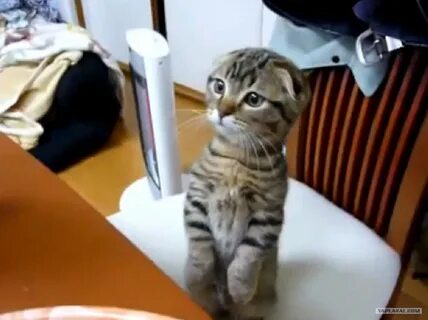 Стоит кот видео