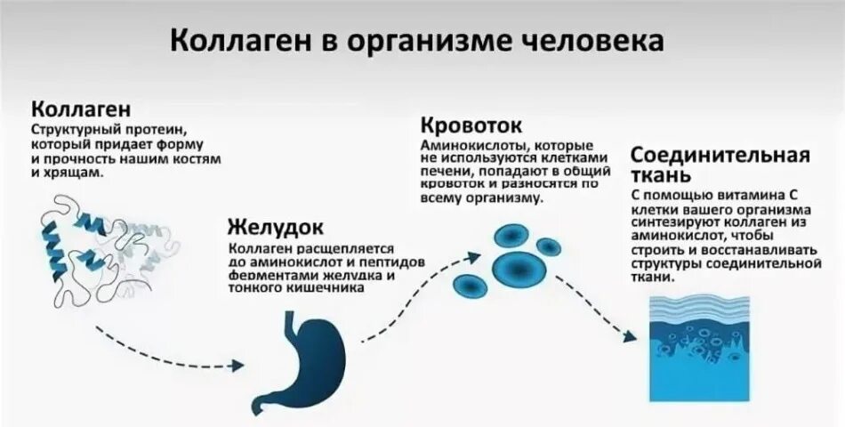 Коллаген в каких костях. Коллаген в организме человека. Роль коллагена в организме человека. Где вырабатывается коллаген. Как вырабатывается коллаген в организме человека.