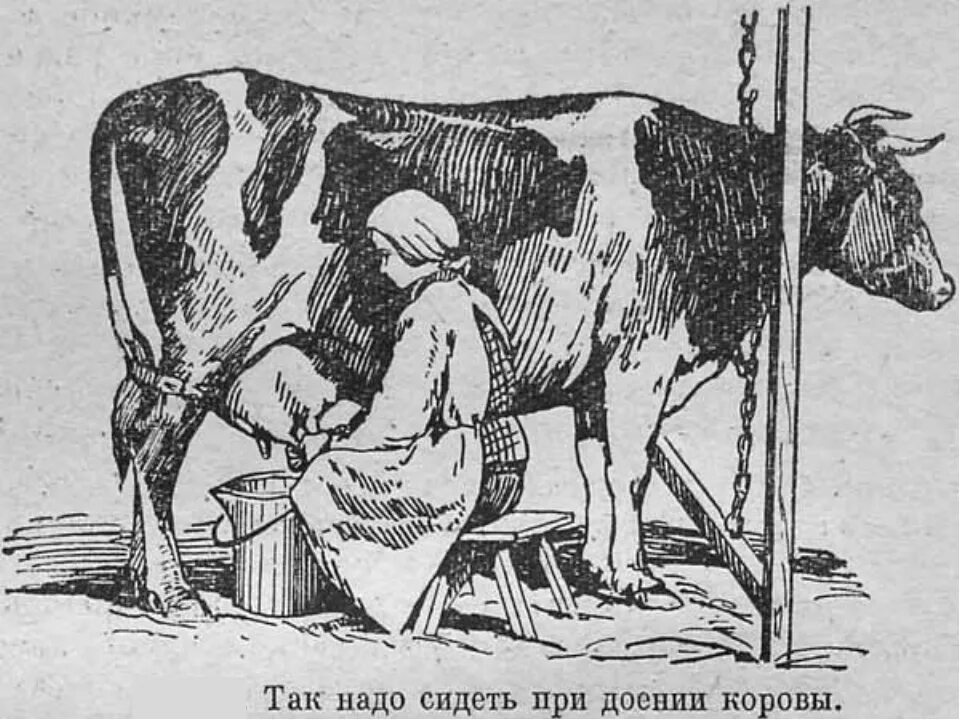 Можно ли доить корову. Ручное доение коров. доить корову. корова при дойке. дойка коров вручную.