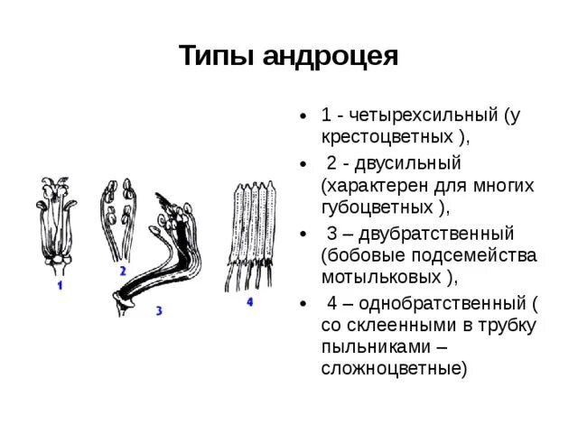 Андроцей. Братственный андроцей. типы андроцея. строение тычинки и типы андроцея. четырехсильный андроцей.
