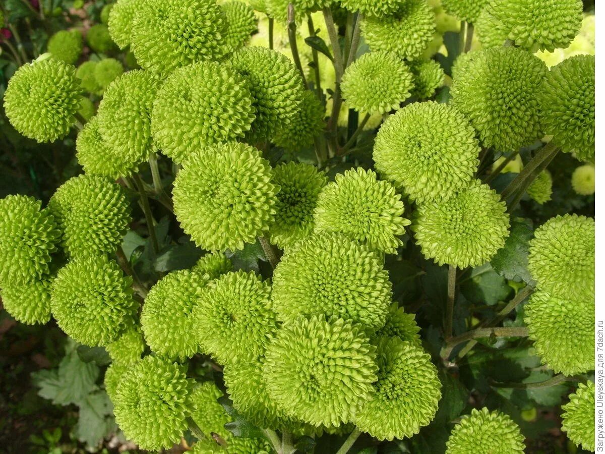 Sedum spectabile 'stardust'. Очиток (седум) кристатум блю. Молочай многоцветковый бонфайер. Медуница raspberry splash. Зеленые цветы многолетники.