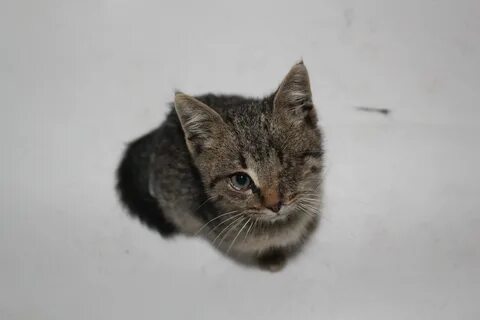 Кошка дворняжка