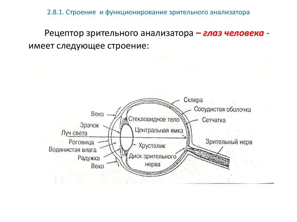 Картинки ЗРИТЕЛЬНЫЕ РЕЦЕПТОРЫ ОСОБЕННОСТИ