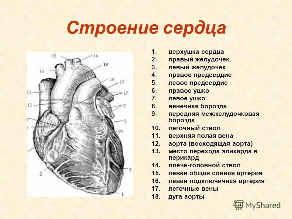 Правый желудочек размеры. Внешнее строение сердца схема. Наружное строение сердца вид спереди. Наружное строение сердца латынь.