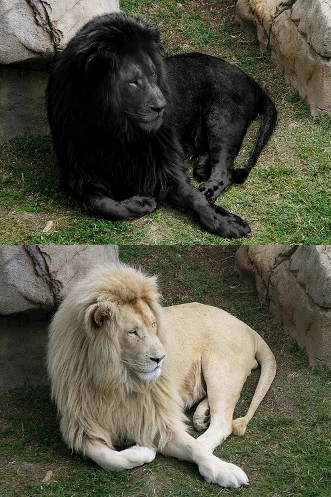 Что означает черный лев. Блэк Лайон. Меланизм у Львов. Львы меланисты. Лев меланист и Лев альбинос.