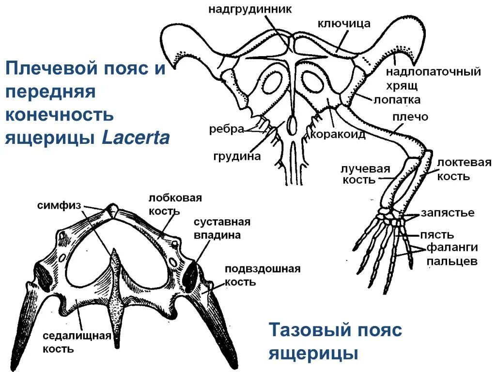 Пресмыкающиеся пояс передних конечностей. Скелет пресмыкающихся пояс задних конечностей. Пресмыкающиеся скелет пояса передних конечностей. Скелет пояса верхних конечностей: пресмыкающие. Скелет передних конечностей лягушки