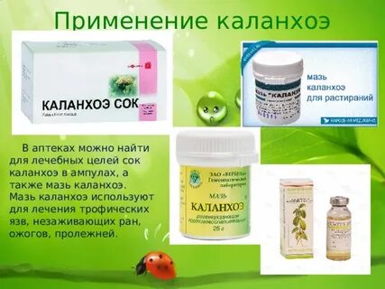 Рецепт каланхоэ настойки