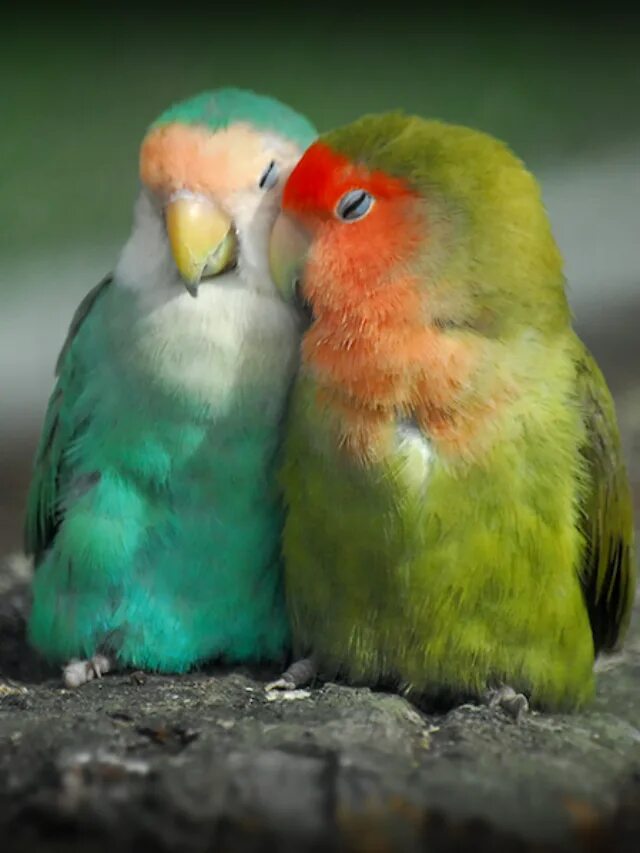 I love birds. Неразлучники попугаи. Попугай неразлучник попугай. Волнистые попугайчики неразлучники. Попугаи неразлучники Какаду.