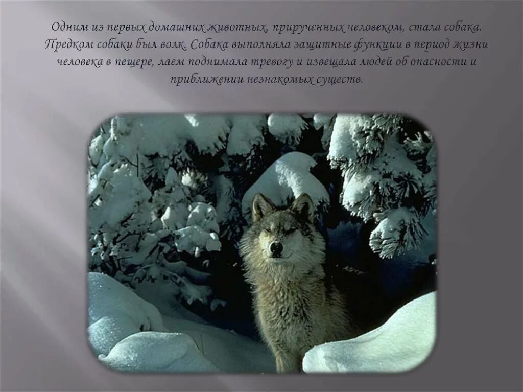 Какой зверь был одомашнен первый. 3.первым прирученным домашним животным было?. влияние на экологию одомашненных животных. дикие животные прирученные человеком дома фото сообщения. как человек приручил козу.