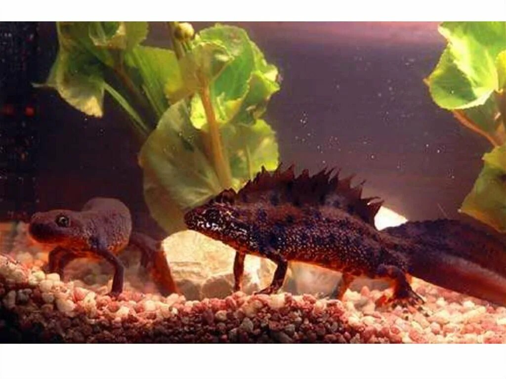 Испанский золотистый тритон. Совместимость тритонов. Тритон краснобрюхий аквариумный. Обыкновенный тритон ланца. Совместимость тритонов.