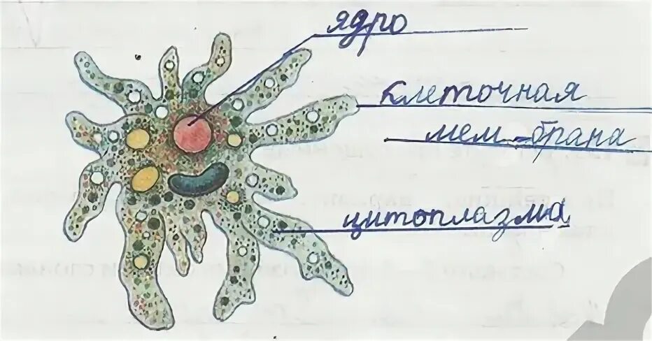 Зарисуйте несколько клеток рисунок подпишите