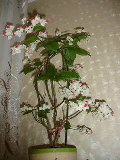 Клеродендрум уход обрезка