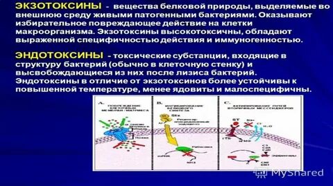 Экзотоксины это микробиология