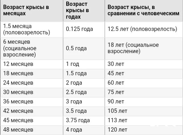 Сколько лет первой. Возраст крысы по человеческим меркам таблица. Соотношение возраста крысы и человека. Сколько лет крысе по человеческим меркам. Возраст крыс на человеческий.