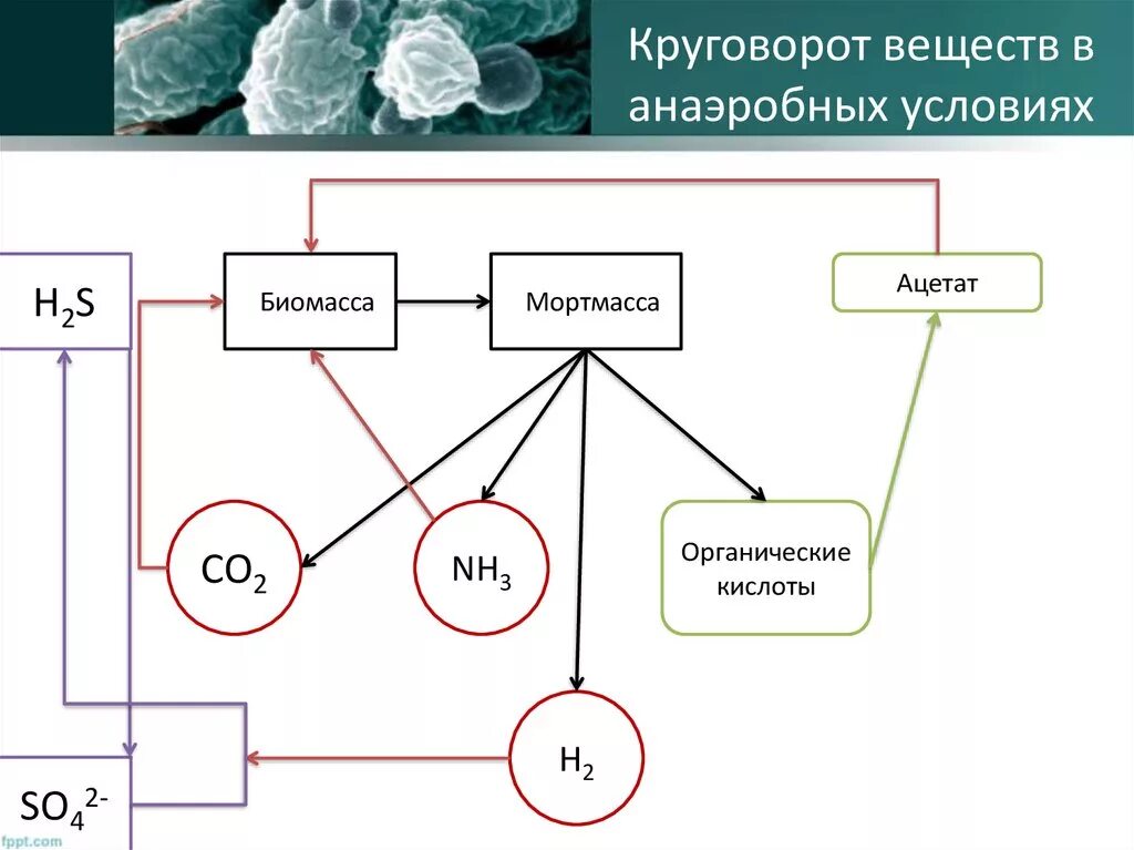 Круговорот веществ в природе экология. Круговорот веществ в природе схема. 2 круговорота веществ. 2 круговорота веществ. 2 круговорота веществ.