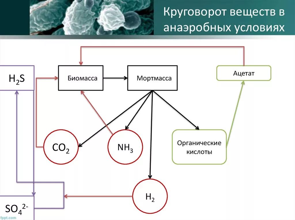 Органические соединения co2. Круговорот веществ. Круговорот веществ в природе. Круговорот веществ в природе схема. Круговорот кислорода в природе схема химия.