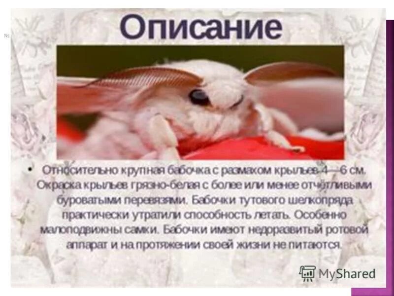 Яйца тутового шелкопряда. Тутовый шелкопряд отряд насекомых. Тутовый шелкопряд превращение. Тутовый шелкопряд презентация. Тутовый шелкопряд отряд насекомых.