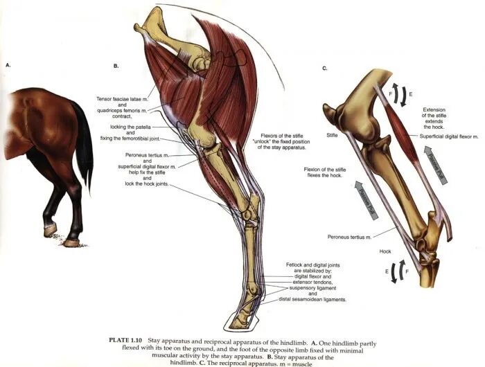 связки ноги лев. связки ноги лев. анатомия скакательного сустава собаки. Annular ligament. ахиллово сухожилие у собак анатомия.