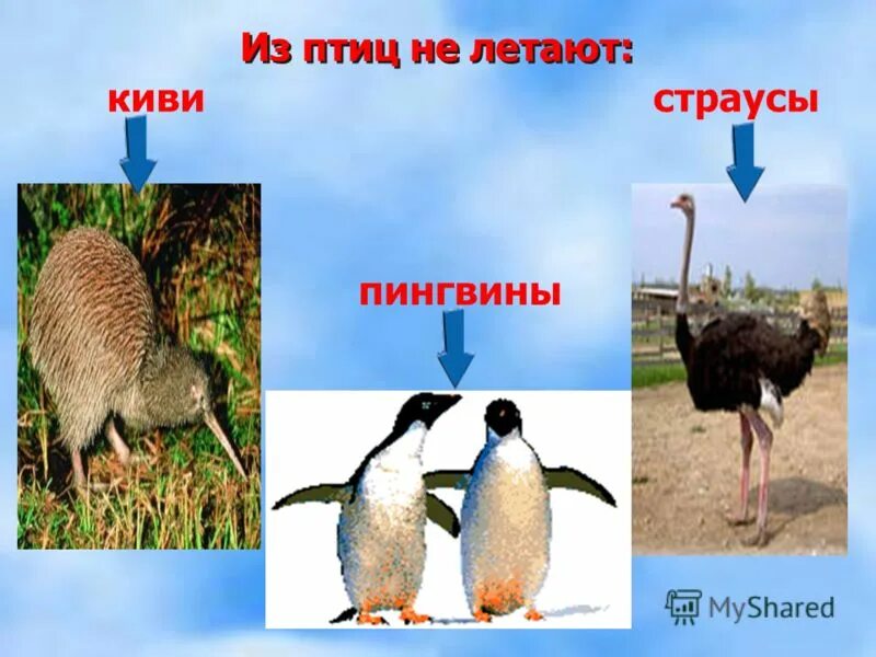 нелетающие птицы список. страус и цапля. страус и пингвин. какое животное лишнее цапля страус пингвин. страусовые пингвины.