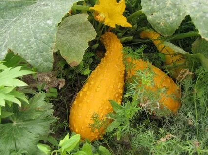 Cucurbita pepo subsp pepo