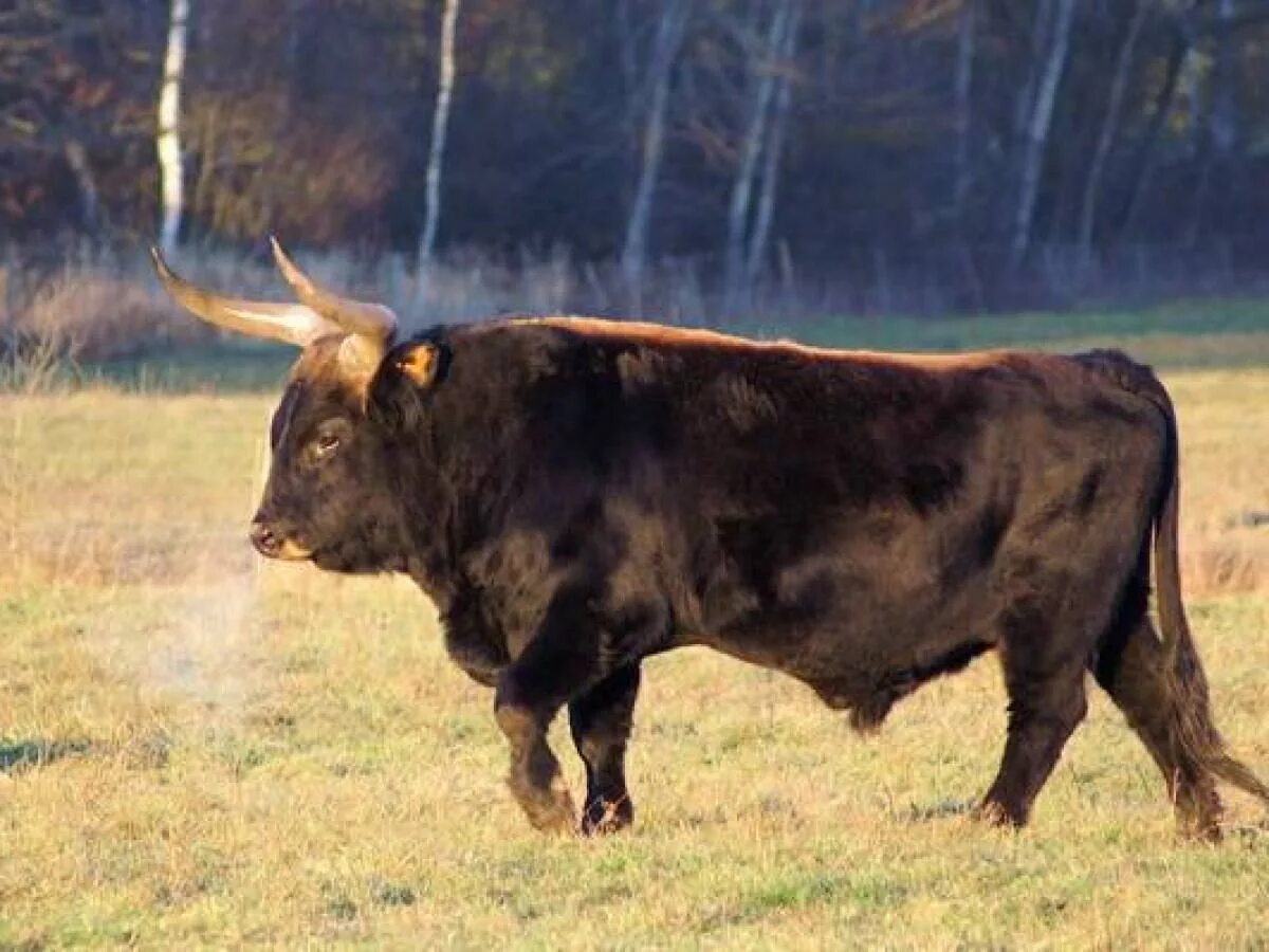 Бики б. Тур дикий бык вымерший вид. Европейский дикий бык. Дикий бык тур. Первобытный дикий бык.