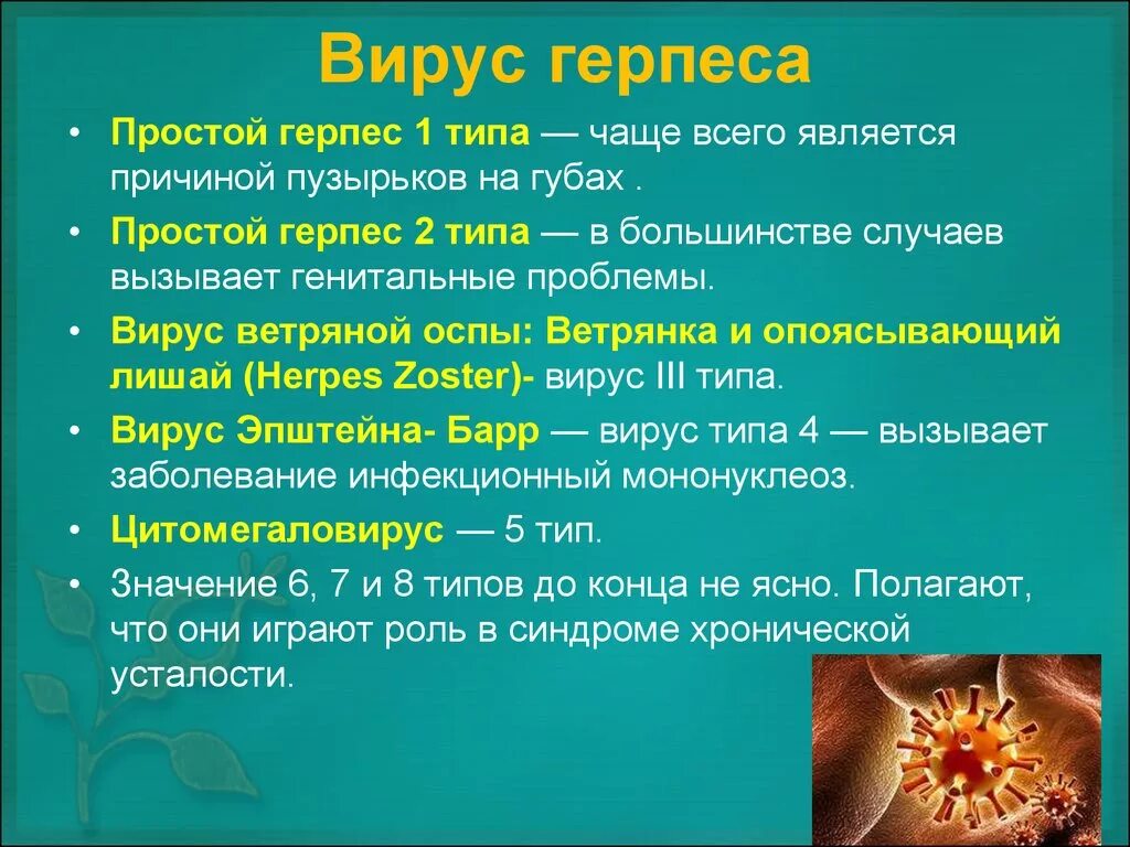 Вирус герпеса типы. Вирус простого герпеса типы.