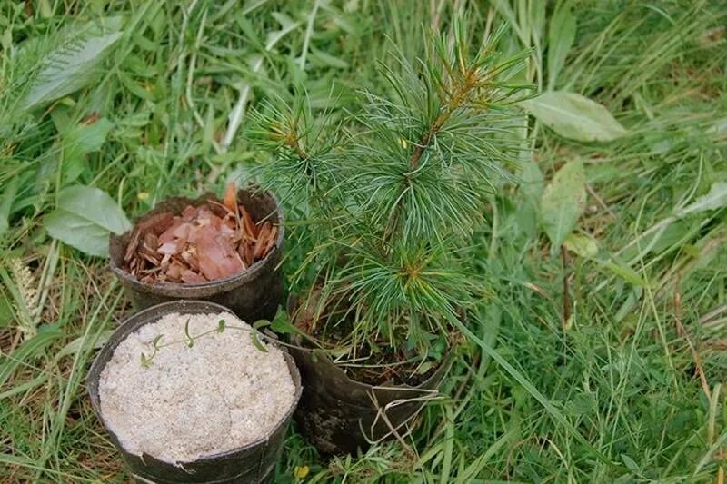 сосна веймутова strobus. Pinus sylvestris). сосна сосенка. сосна черная австрийская. двуствольная сосна.