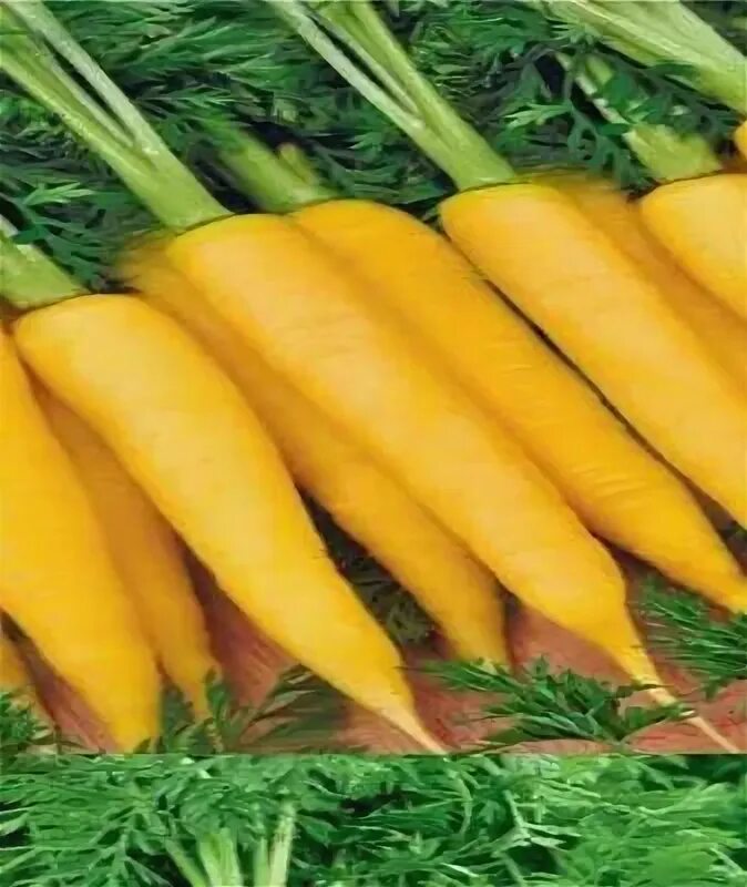 Морковь для плова желтая семена. Сорта желтой моркови. Yellow carrot. Морковь желтая сорта. Иностранная морковь желтая.