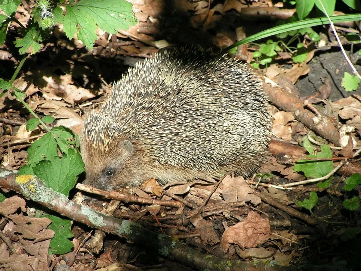 Норка ежика. Ежик в норке. Норка ежа. Ушастый ёж в спячке. Ушастый ёж в норе.