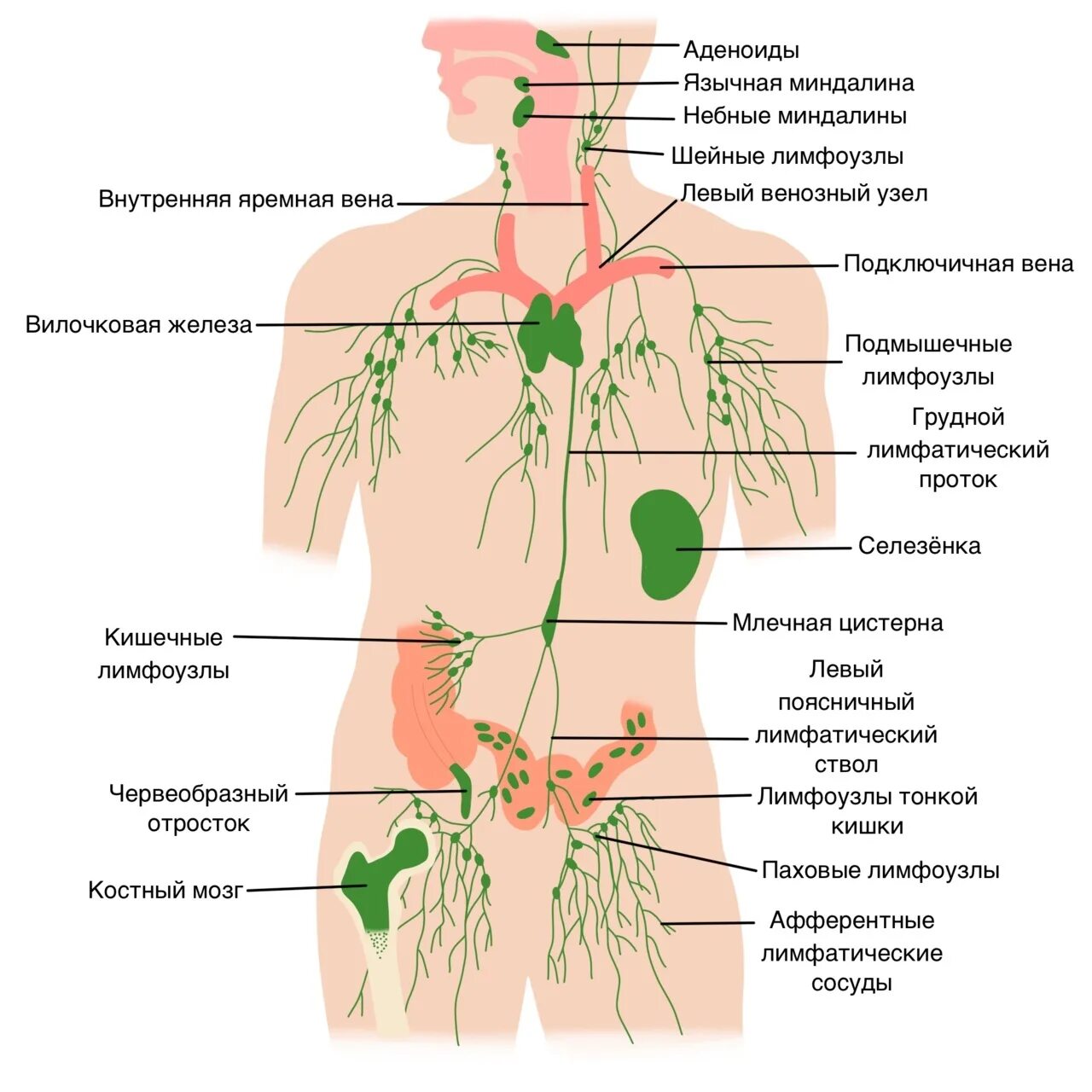 Лимфатическая система человека схема. Лимфатические системы лимфатические узлы лимфатические сосуды. Анатомия человека лимфоузлы расположение. Расположение лимфатических узлов на теле человека схема. Неоднородные лимфоузлы