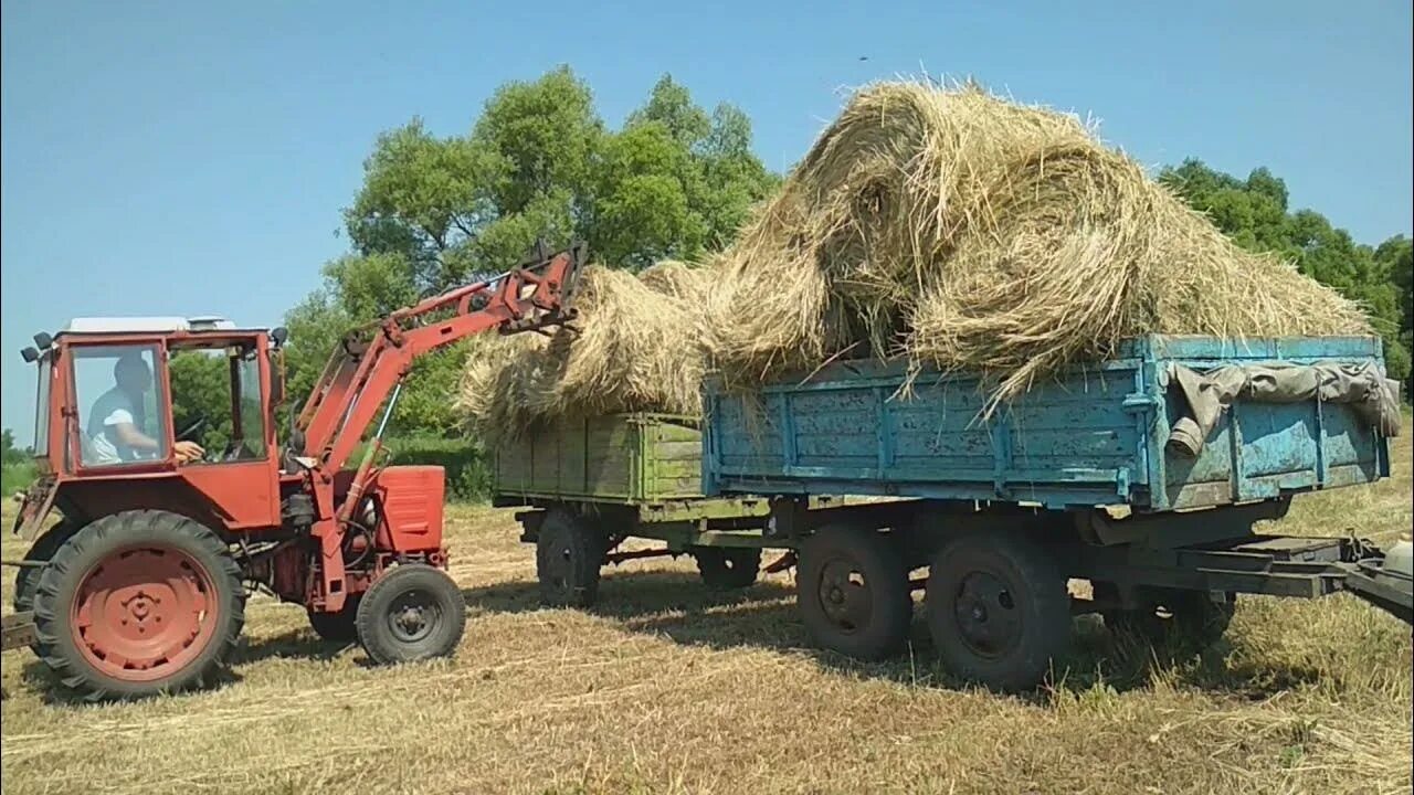 Погрузка сена. Т 25 С куном Фаворит 500. Самопогрузчик рулонов сена. Прицеп для перевозки рулонов сена. Перевозка сена в рулонах.