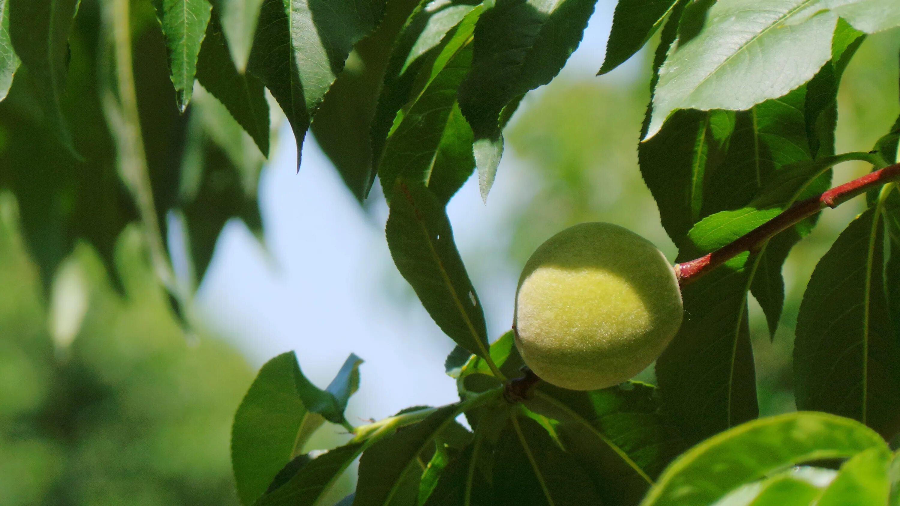 Пера 4 буквы. Перья птиц. Перо для письма. Перо для писания. Птичье перо.