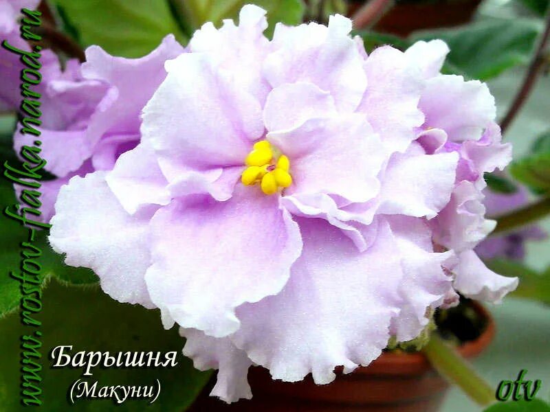 барышня макуни фиалка макуни. фиалка барышня макуни. н барышня. н барышня. н барышня.