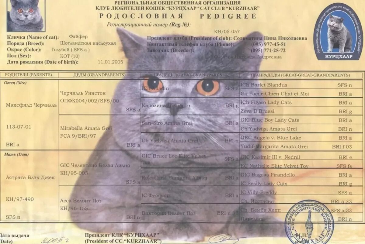 Британский заполнить