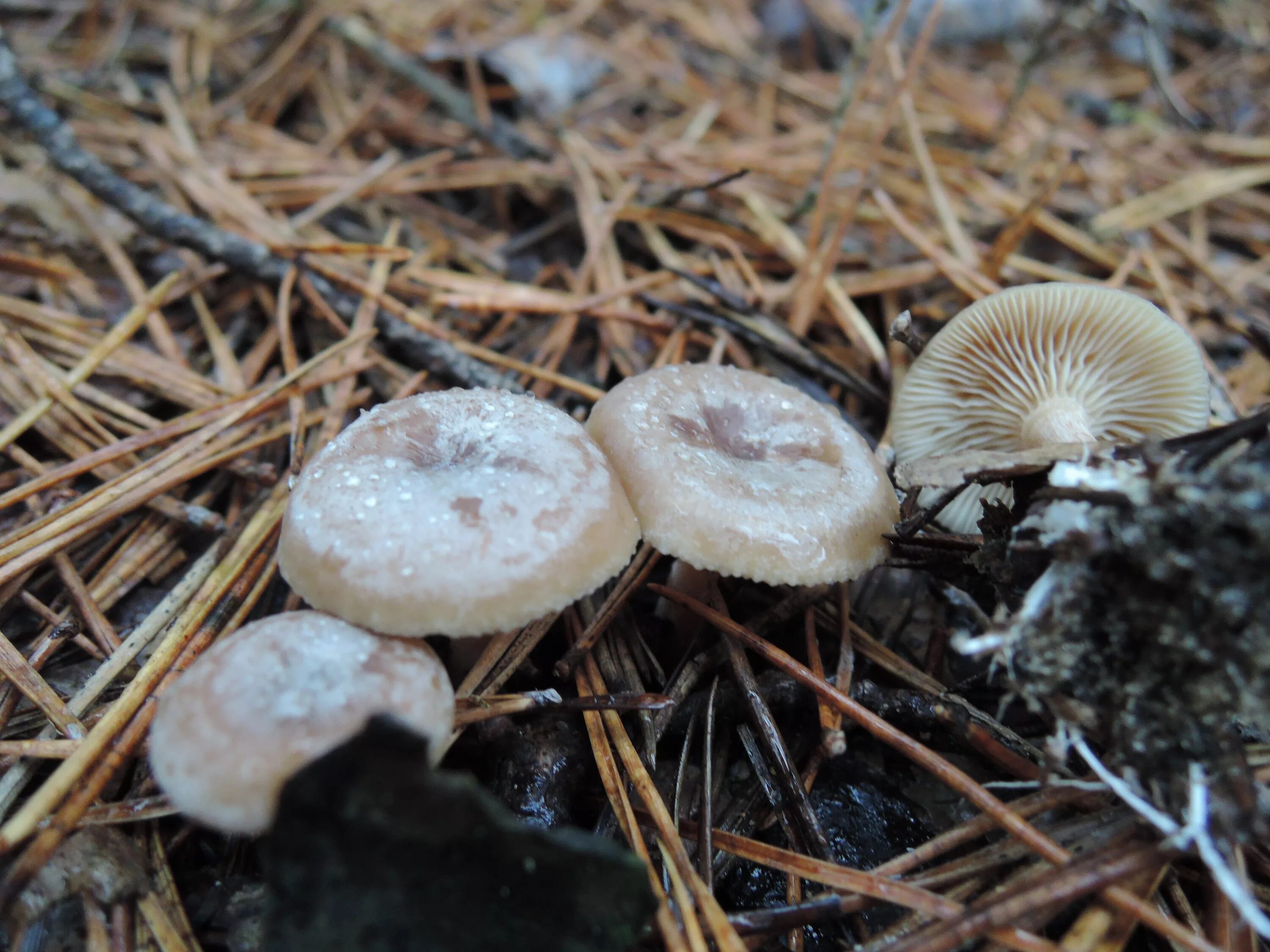 Весенние съедобные грибы фото и название. Грибы Подмосковья пластинчатые. Весенние грибы в Подмосковье съедобные. Ранние грибы Подмосковья съедобные. Ранние грибы Черноземья.