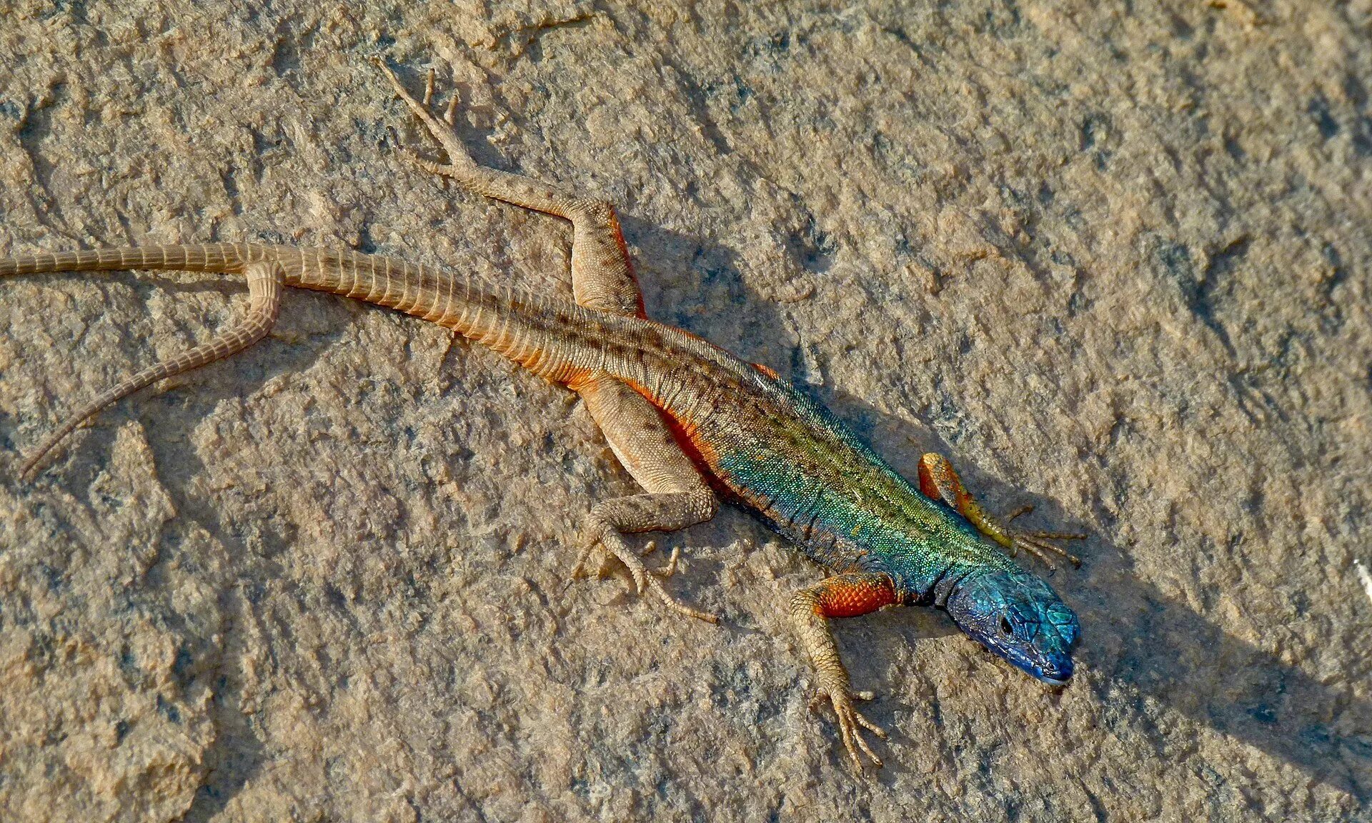 Platysaurus broadleyi. Прыткая ящерица. Ящерица обыкновенная прыткая. Дикая ящерица Саргантана.