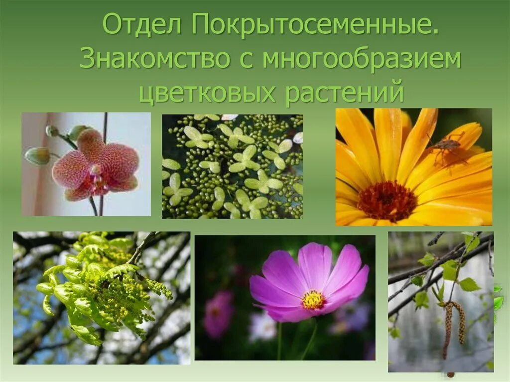 Покрытосеменных цветковых растений. Отдел Покрытосеменные цветковые. Отделы покрытосеменных цветковых. Отдел цветковых или покрытосеменных.