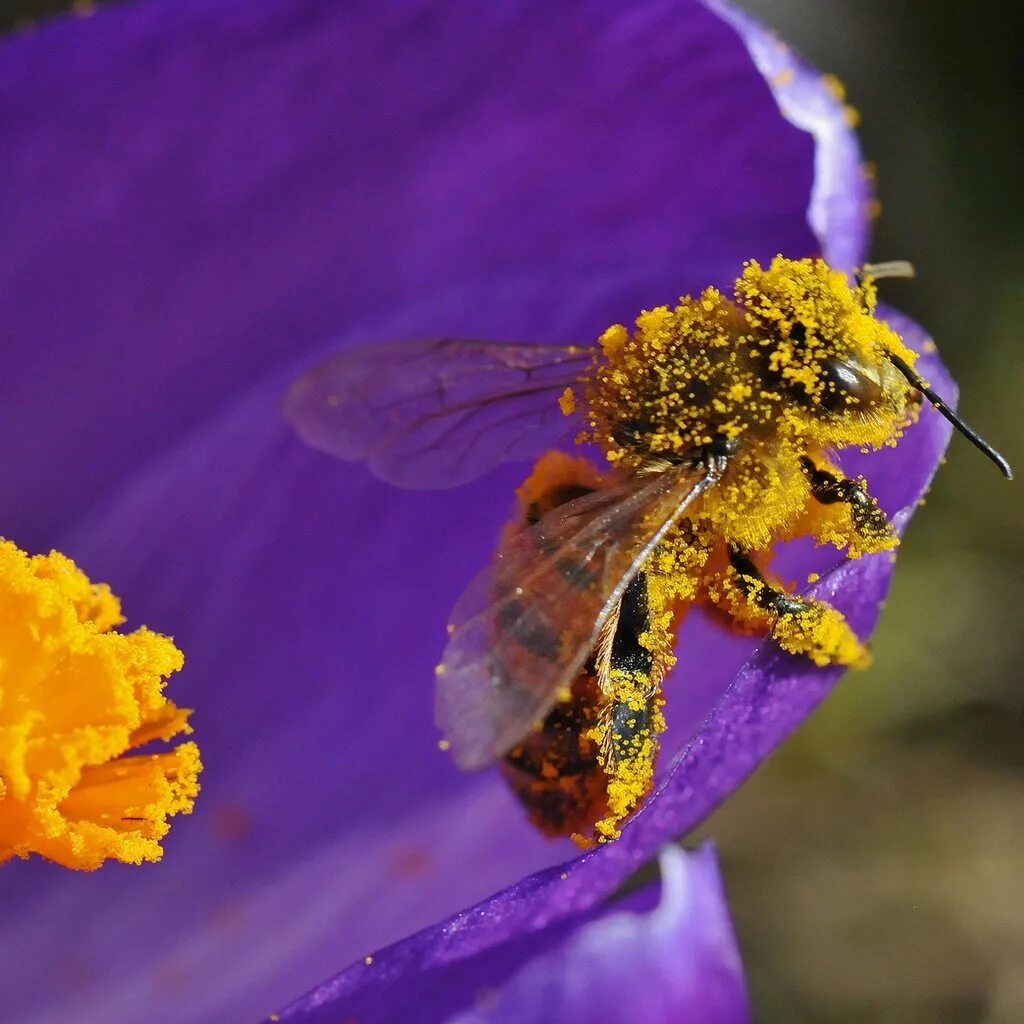 Пчелиная пыльца (Bee pollen). Пчела на цветке. Опыление насекомыми. Пчела собирает нектар. Улавливает пыльцу