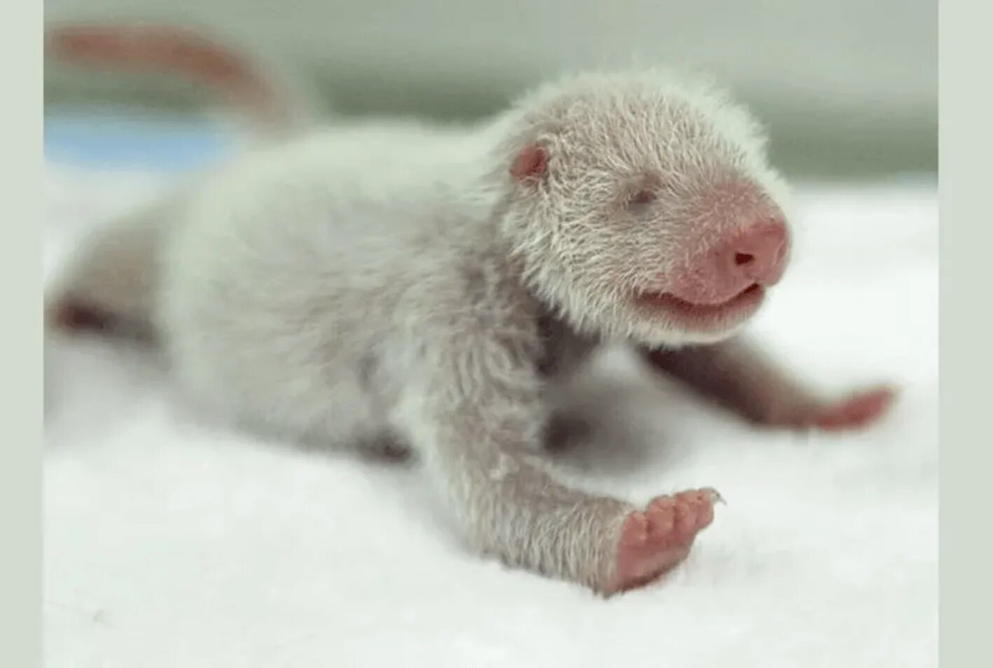 Родившийся детеныш панды. Панда с детёнышем. Детёныши панды Новорожденные. Новорождённый денетыш панды. Новорожденнныйлетеныш панды.