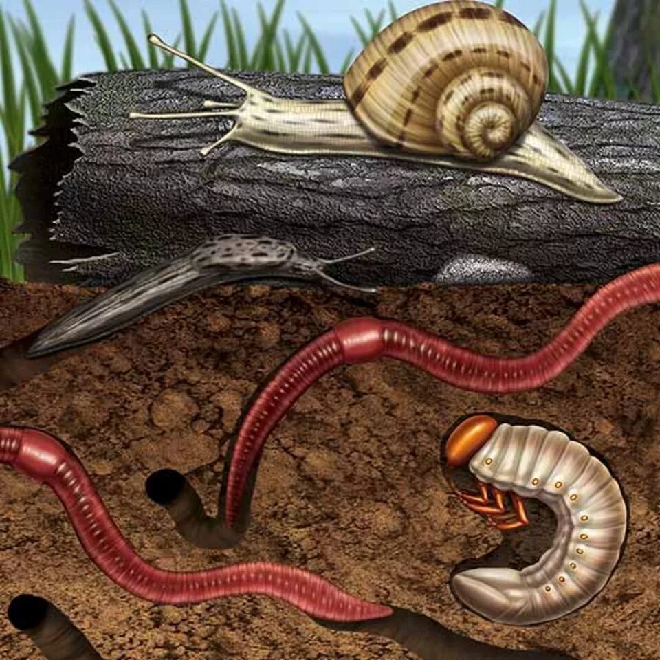 Питание дождевого червя. Красный червь (lumbricus rubellus. Червь на белом фоне. Worm s. Червяк земляной выползок.