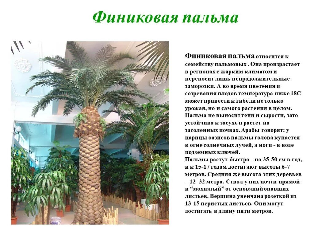 настоящие финики. финик лучшие песни. финики в сгущенке. Infiniti fx35 2015. финик королевский пальма.