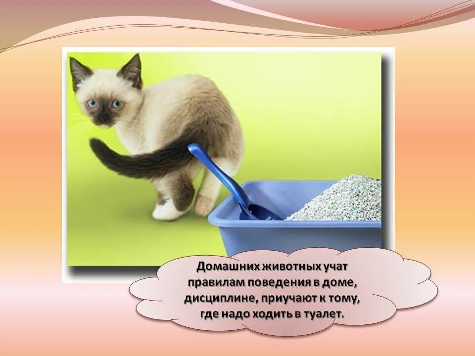 Виды работы по уходу за домашними животными. Как ухаживать за домашними животными. как ухаживать за кошкой. как ухаживать за кошкой для детей. правила ухода за кошками.