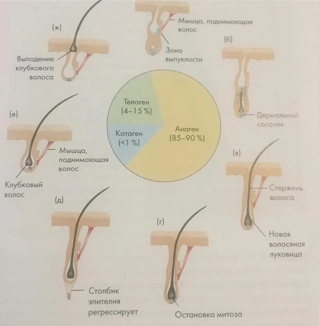 Стимулирование волос. Строение волосяного фолликула. Цикл жизни волосяного фолликула. Глубина волосяного фолликула. Цикл обновления волос.