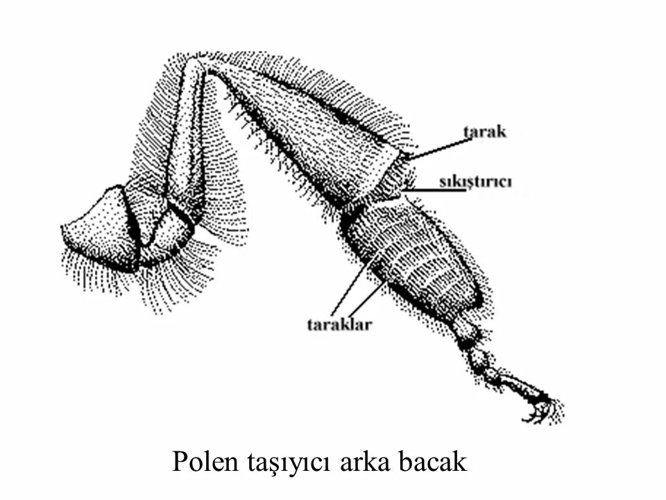 Строение конечности пчелы. Конечность пчелы под микроскопом. Конечность пчелы под микроскопом с подписями. Строение лапки пчелы.