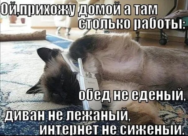 Домой часто приезжаешь. Открытки пришла с работы. пришла с работы смешные. я пришел домой. домой картинки смешные.