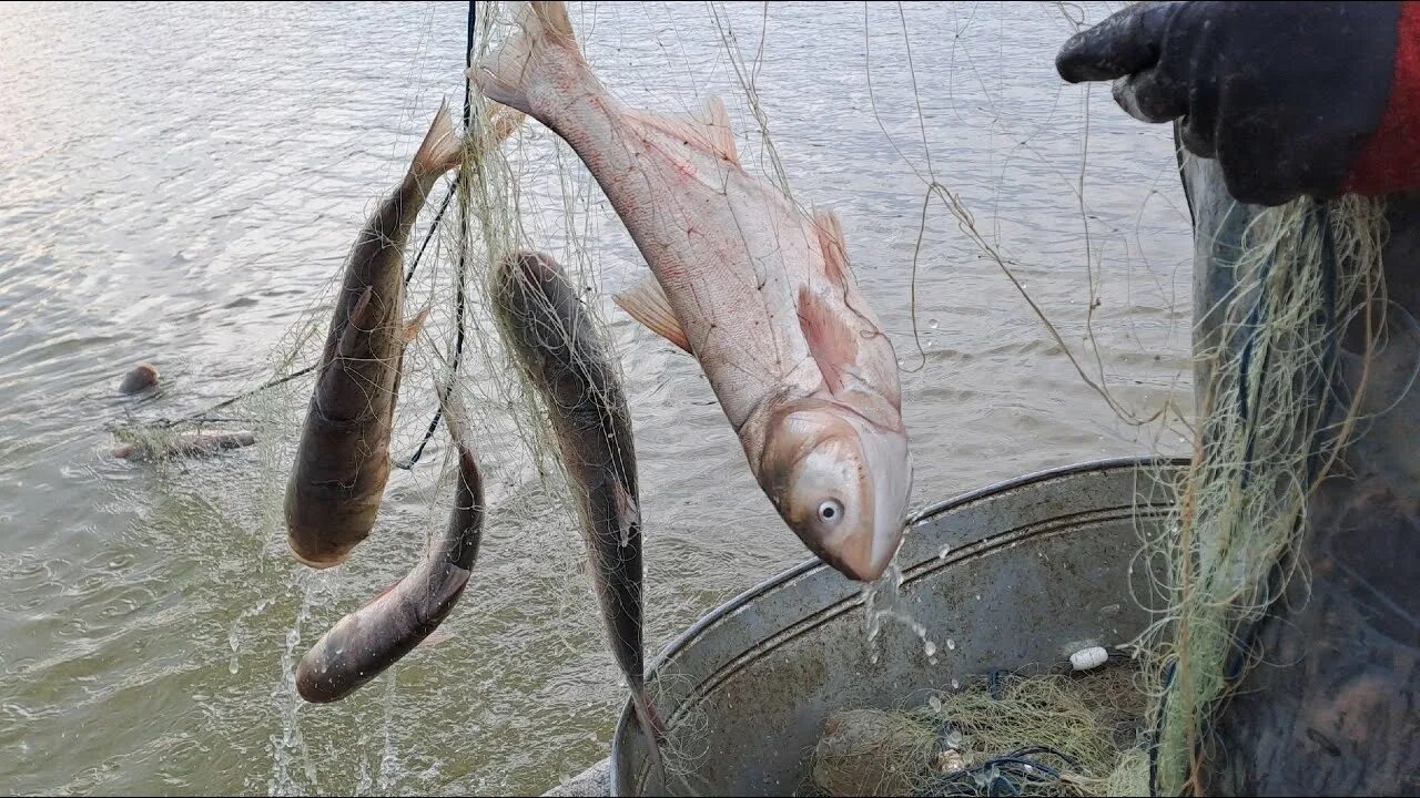 Рыба в сети. Рыбалка запрещена. Рыбак на рыбалке. Рыба с дрожащим руками. Запрет на ловлю рыбы в гомельской области